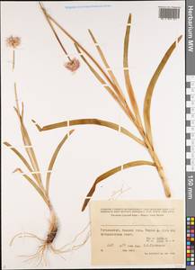 Allium, Middle Asia, Pamir & Pamiro-Alai (M2) (Tajikistan)