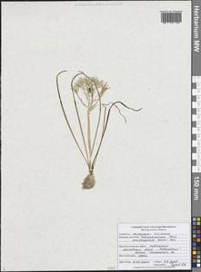 Ornithogalum orthophyllum subsp. kochii (Parl.) Zahar., Eastern Europe, Central forest-and-steppe region (E6) (Russia)