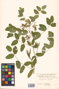 Astragalus glycyphyllos L., Eastern Europe, Moscow region (E4a) (Russia)