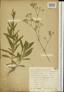 Gypsophila altissima L., Eastern Europe, Central forest-and-steppe region (E6) (Russia)