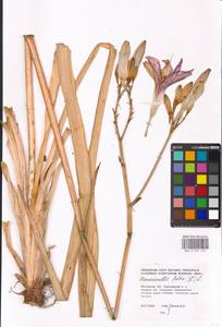 Hemerocallis fulva (L.) L., Eastern Europe, Moscow region (E4a) (Russia)