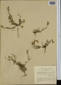 Polygala preslii Sprengel, Western Europe (EUR) (Italy)