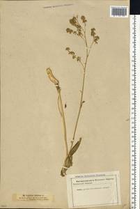 Lepidium latifolium L., Eastern Europe, Estonia (E2c) (Estonia)
