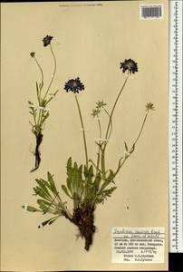 Scabiosa comosa Fisch. ex Roem. & Schult., Mongolia (MONG) (Mongolia)