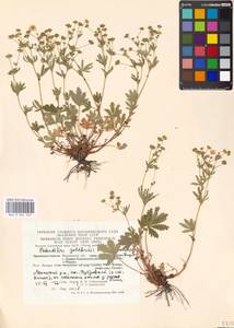 Potentilla thuringiaca Bernh. ex Link, Eastern Europe, Moscow region (E4a) (Russia)
