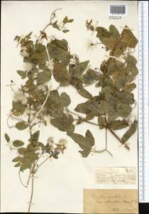 Clematis glauca Willd., Middle Asia, Dzungarian Alatau & Tarbagatai (M5) (Kazakhstan)