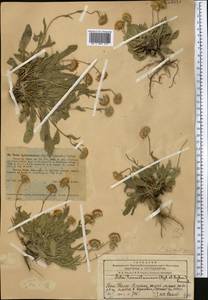 Psychrogeton cabulicus Boiss., Middle Asia, Western Tian Shan & Karatau (M3) (Kazakhstan)