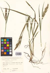 Echinochloa oryzoides (Ard.) Fritsch, Eastern Europe, North Ukrainian region (E11) (Ukraine)