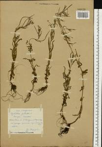 Epilobium palustre L., Eastern Europe, Central forest region (E5) (Russia)