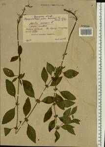 Mentha arvensis L., Eastern Europe, Eastern region (E10) (Russia)