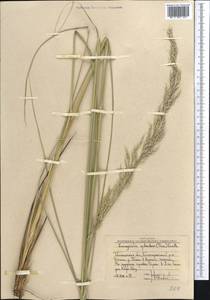 Neotrinia splendens (Trin.) M.Nobis, P.D.Gudkova & A.Nowak, Middle Asia, Western Tian Shan & Karatau (M3) (Uzbekistan)