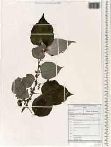 Boehmeria nivea (L.) Gaudich., South Asia, South Asia (Asia outside ex-Soviet states and Mongolia) (ASIA) (South Korea)