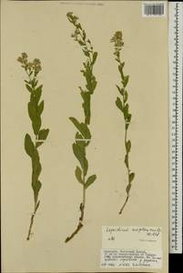 Lepidium amplexicaule Willd., Mongolia (MONG) (Mongolia)