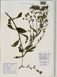 Aster amellus subsp. bessarabicus (Bernh. ex Rchb.) Soó, Caucasus, Stavropol Krai, Karachay-Cherkessia & Kabardino-Balkaria (K1b) (Russia)