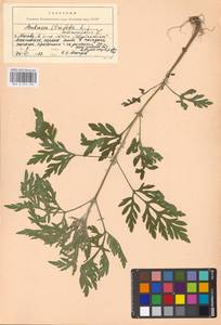 Ambrosia artemisiifolia L., Eastern Europe, Moscow region (E4a) (Russia)