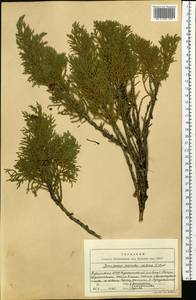 Juniperus pseudosabina Fisch. & C.A.Mey., Siberia, Baikal & Transbaikal region (S4) (Russia)