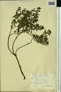 Daphne cneorum L., Eastern Europe, South Ukrainian region (E12) (Ukraine)