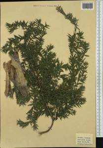 Myrtaceae, Western Europe (EUR) (Italy)