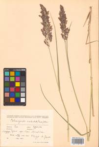 Calamagrostis stricta (Timm) Koeler, Siberia, Russian Far East (S6) (Russia)