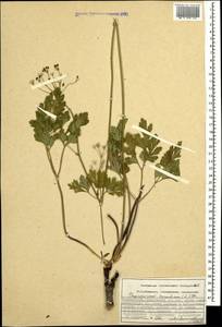 Physospermum cornubiense (L.) DC., Caucasus, Azerbaijan (K6) (Azerbaijan)