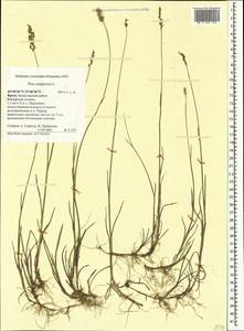 Poa compressa L., Crimea (KRYM) (Russia)