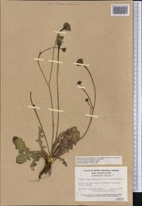 Hypochaeris radicata L., America (AMER) (Canada)