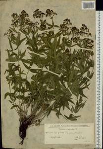 Galium rubioides L., Eastern Europe, Lower Volga region (E9) (Russia)