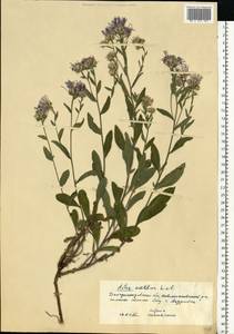 Aster amellus L., Eastern Europe, South Ukrainian region (E12) (Ukraine)