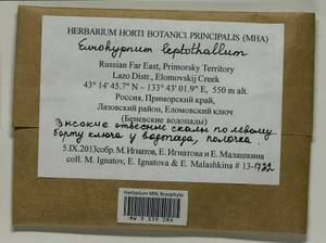 Hypnum leptothallum Paris, Bryophytes, Bryophytes - Russian Far East (excl. Chukotka & Kamchatka) (B20) (Russia)