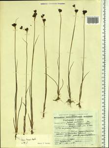 Juncus castaneus subsp. triceps (Rostk.) V. Novik., Siberia, Chukotka & Kamchatka (S7) (Russia)