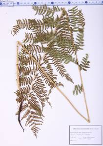 Athyrium monomachii (Kom.) Kom., Siberia, Altai & Sayany Mountains (S2) (Russia)