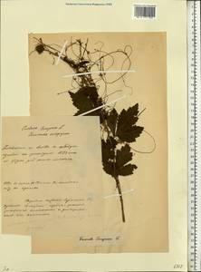 Cuscuta europaea L., Eastern Europe, Belarus (E3a) (Belarus)