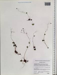 Saxifraga cernua L., Siberia, Russian Far East (S6) (Russia)