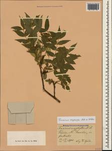Fraxinus angustifolia subsp. oxycarpa (M.Bieb. ex Willd.) Franco & Rocha Afonso, Crimea (KRYM) (Russia)