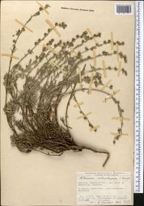 Artemisia aschurbajewii C. Winkl., Middle Asia, Northern & Central Tian Shan (M4) (Kyrgyzstan)