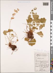 Alchemilla tubulosa Juz., Eastern Europe, Eastern region (E10) (Russia)