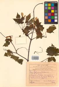 Acer tschonoskii Maxim., Siberia, Russian Far East (S6) (Russia)