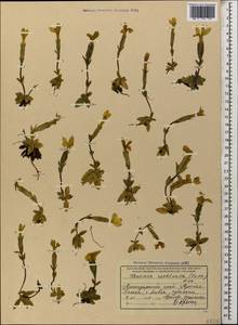 Gentiana verna subsp. oschtenica (Kuzn.) J. J. Halda, Caucasus, Krasnodar Krai & Adygea (K1a) (Russia)