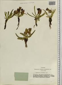 Gentiana decumbens L. fil., Siberia, Altai & Sayany Mountains (S2) (Russia)