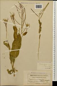 Conringia orientalis (L.) Dumort., Caucasus, Armenia (K5) (Armenia)