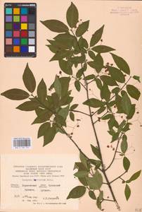 Euonymus verrucosus Scop., Eastern Europe, North Ukrainian region (E11) (Ukraine)