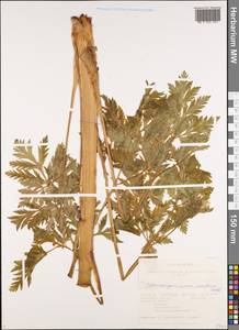 Pleurospermum uralense Hoffm., Siberia, Altai & Sayany Mountains (S2) (Russia)