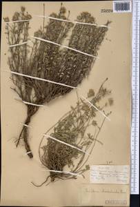 Ziziphora clinopodioides Lam., Middle Asia, Muyunkumy, Balkhash & Betpak-Dala (M9) (Kazakhstan)