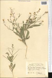 Malcolmia turkestanica Litv., Middle Asia, Western Tian Shan & Karatau (M3) (Kyrgyzstan)