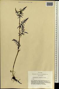 Pedicularis compacta Stephan ex Willd., Siberia, Altai & Sayany Mountains (S2) (Russia)