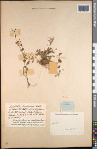 Lobelia zeylanica L., South Asia, South Asia (Asia outside ex-Soviet states and Mongolia) (ASIA) (India)