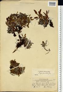 Dryas octopetala subsp. punctata (Juz.) Hultén, Siberia, Altai & Sayany Mountains (S2) (Russia)