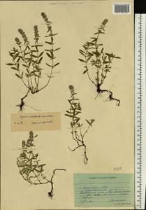 Thymus pannonicus All., Eastern Europe, North Ukrainian region (E11) (Ukraine)
