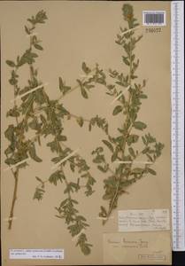 Ononis spinosa subsp. hircina (Jacq.)Gams, Middle Asia, Muyunkumy, Balkhash & Betpak-Dala (M9) (Kazakhstan)