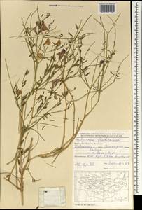 Corethrodendron fruticosum (Pall.) B.H.Choi & H.Ohashi, Mongolia (MONG) (Mongolia)